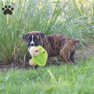Lacy, Boxer Puppy